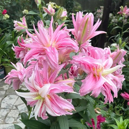 Non-GMO Lily Seeds, Fragrant Blooms for Garden, Patios & Flower Beds