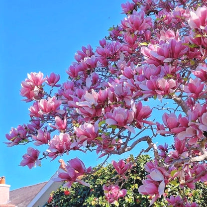 Rare Magnolia Seeds, High Germination Perennial Tree Seeds for Outdoor Landscaping