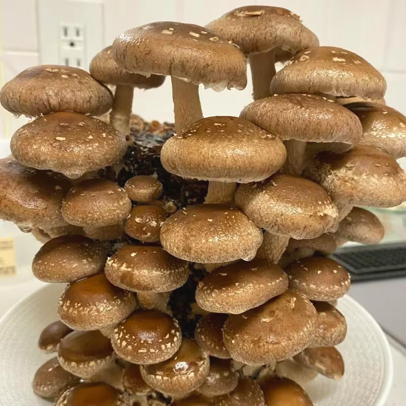 Mushroom Seeds, Non-GMO High Yield Seeds for Home Planting