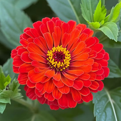 Zinnia Seeds, Non-GMO Fragrant Flower Seeds for Garden & Cut Arrangements