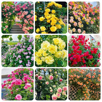 Garden Rose Seeds, High Germination Non-GMO Perennial Flower Seeds for Beginners