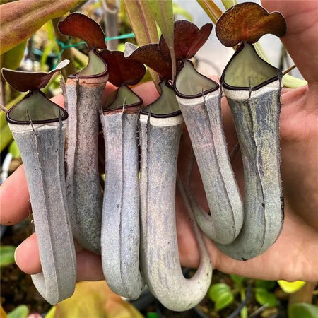 Rare Venus Flytrap Seeds, Unique Carnivorous Plant Seeds for Plant Collections