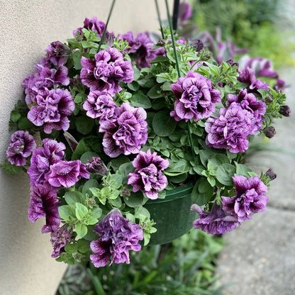 Wave Petunia Seeds, Non-GMO Trailing Flower Seeds for Hanging Baskets & Balconies (High Germination)