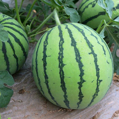 Non-GMO Watermelon Seeds, High Germination for Garden, Raised Beds, Melon Fields & Large-Scale Melon Plantations