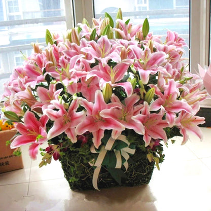 Easy-Grow Lily Seeds, Non-GMO Cold Hardy Flower Seeds for Beginners