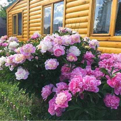 Hardy Perennial Peony Seeds, Spring Blooming Garden Landscape Seeds