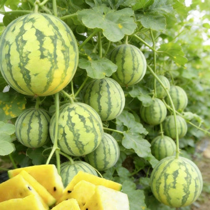 Non-GMO Yellow Watermelon Seeds, Sweet Golden Flesh for Melon Fields & Home Gardens
