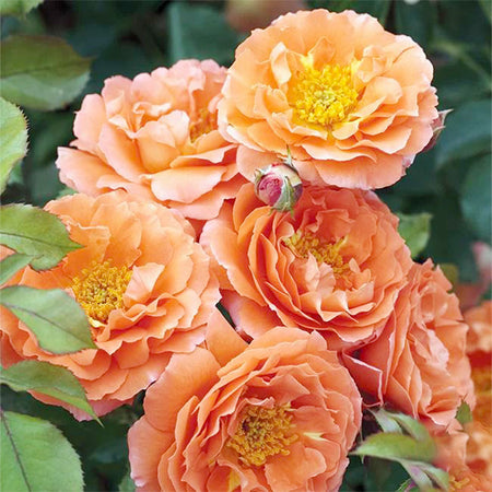 Rare Fragrant Rose Seeds, High Germination Perennial Flower Seeds for Balcony & Garden
