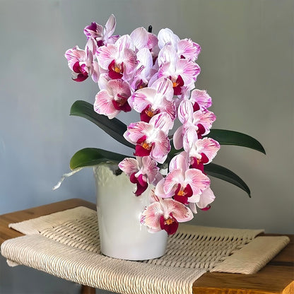 Indoor Phalaenopsis Seeds, Non-GMO Ornamental Seeds for Desk & Small Pots