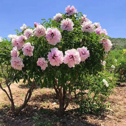 Hardy Perennial Peony Seeds, Spring Blooming Garden Landscape Seeds
