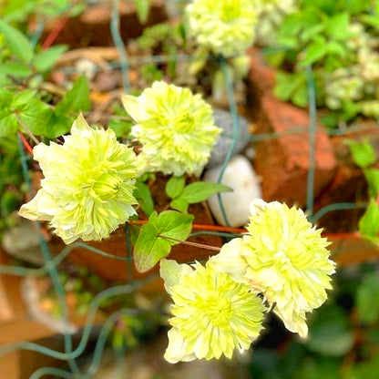 Ornamental Clematis Seeds, Hardy for Garden Landscaping