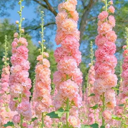 Outdoor Hollyhock Seeds, Biennial Flower Seeds for Home Landscaping