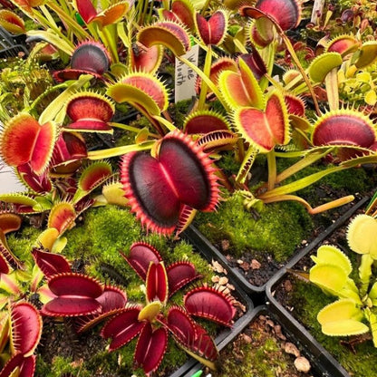 Cold Hardy Venus Flytrap Seeds, Non-GMO Exotic Seeds for Terrariums