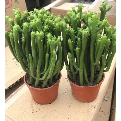 Succulent Seeds, Non-GMO Cute Fleshy Seeds for Terrariums & Window Sills