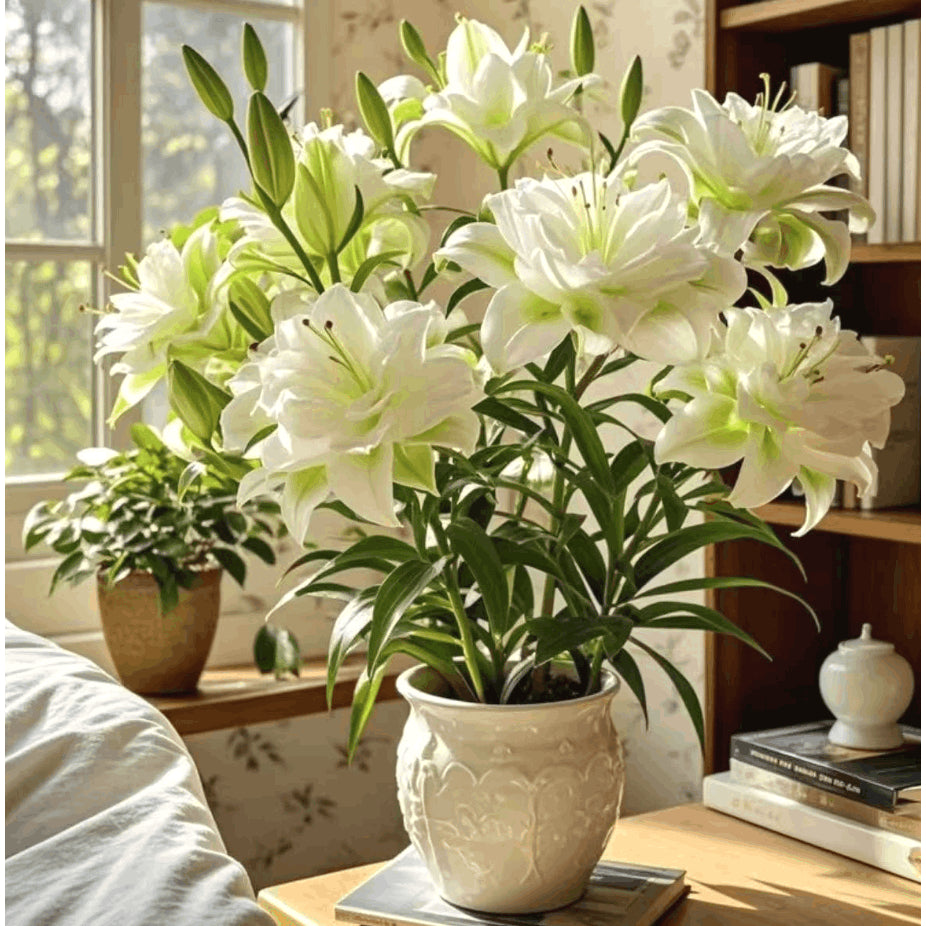 Non-GMO Lily Seeds, Fragrant Blooms for Garden, Patios & Flower Beds