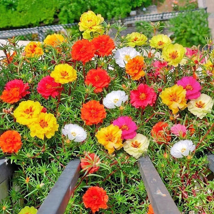 Premium Sunflower Seeds, Fast-Growing for Patio