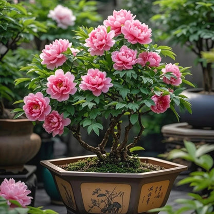 Rare Mixed Peony Seeds, Elegant Luxury Flower for Home Decoration