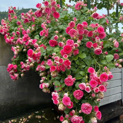 Garden Rose Seeds, High Germination Non-GMO Perennial Flower Seeds for Beginners