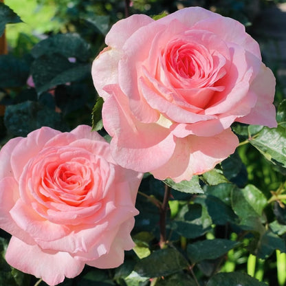 Rare Fragrant Rose Seeds, High Germination Perennial Flower Seeds for Balcony & Garden