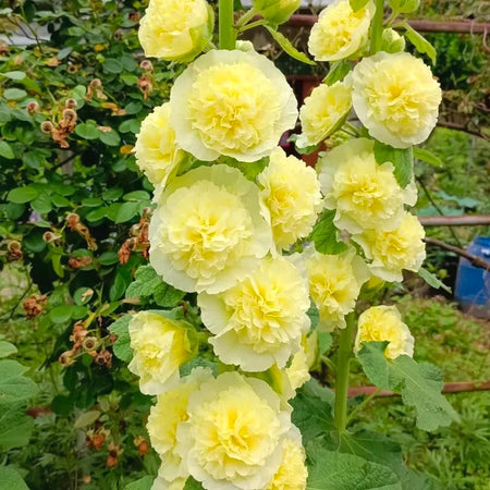 Hollyhock Seeds, Non-GMO Tall Flower Seeds for Garden Borders & Fences