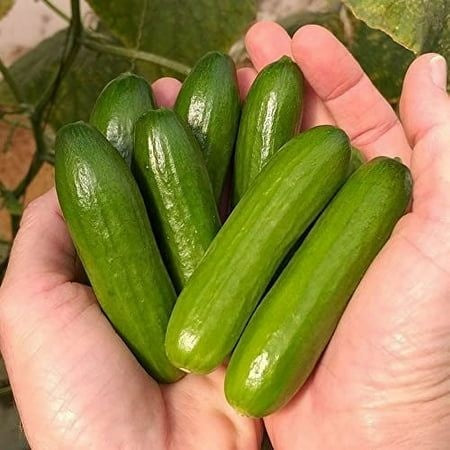 Cucumber Seeds, Non-GMO High Yield Seeds for Home Garden & Vegetable Plots