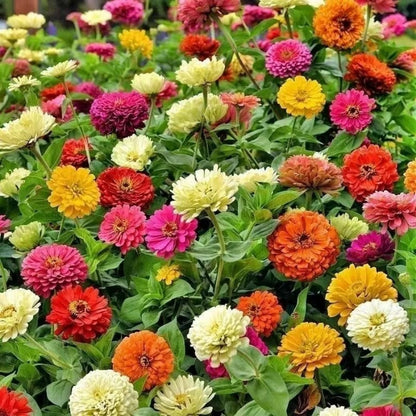 Dwarf Zinnia Seeds, High Germination Flower Seeds for Garden Borders & Window Sills