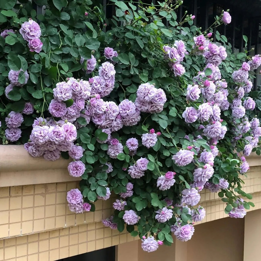 Garden Rose Seeds, High Germination Non-GMO Perennial Flower Seeds for Beginners