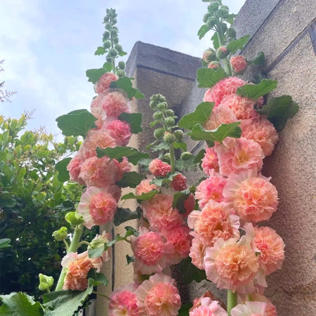Premium Hollyhock Seeds, Vibrant Blooms for Backyard & Courtyard