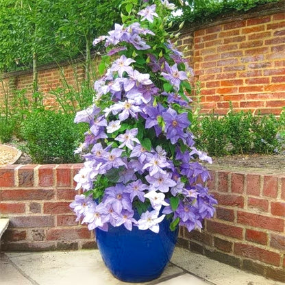 Fresh Clematis Seeds, Non-GMO for Home Garden