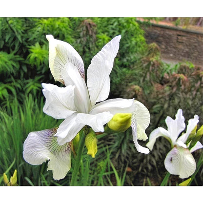 Wild-Adapted Butterfly Orchid Seeds, Non-GMO Hardy Seeds for Outdoor Wild Planting