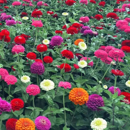 Dwarf Zinnia Seeds, High Germination Flower Seeds for Garden Borders & Window Sills