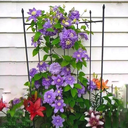 Premium Clematis Seeds, Fast-Growing Climbing Vines