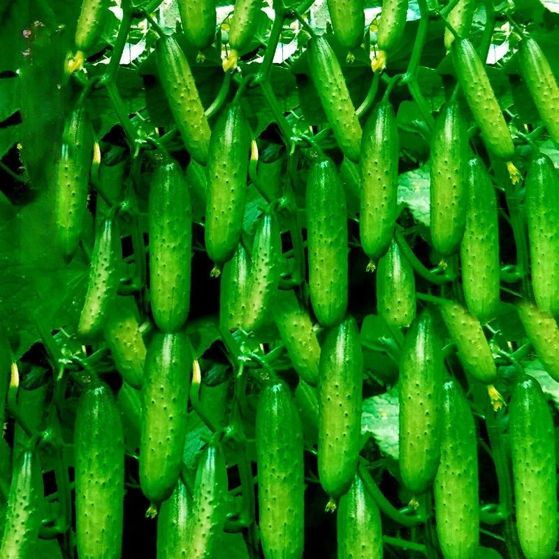High Germination Cucumber Seeds, Edible Seeds for Outdoor Garden Planting