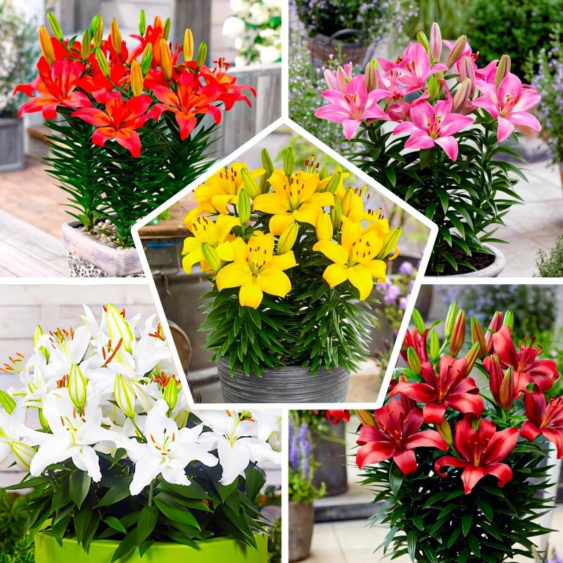 Exotic Lily Seeds, Non-GMO Fragrant Flower Seeds for Indoor & Outdoor