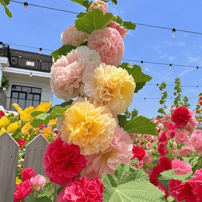 Premium Hollyhock Seeds, Vibrant Blooms for Backyard & Courtyard