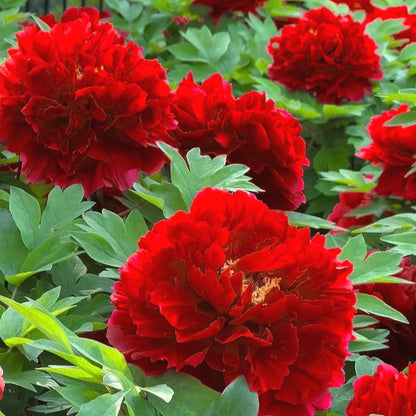 Peony Seeds, Non-GMO Perennial Flower Seeds for Garden & Flower Beds