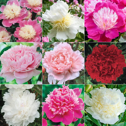 Premium Peony Seeds, Non-GMO Heirloom Seeds for Backyard Planting