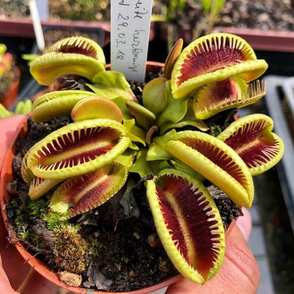 Easy-Grow Venus Flytrap Seeds, High Germination Exotic Plant Seeds for Beginners