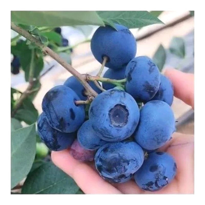 Easy-Grow Blueberry Seeds, Sweet Juicy Fruits for Beginners