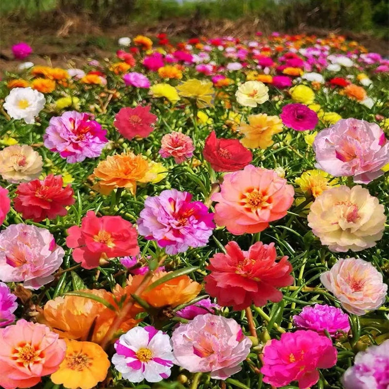 Non-GMO Sunflower Seeds, Bright Blooms for Melon Fields & Garden Borders