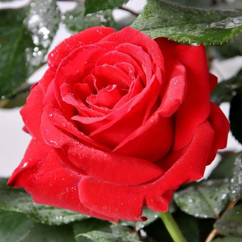 Rare Fragrant Rose Seeds, High Germination Perennial Flower Seeds for Balcony & Garden