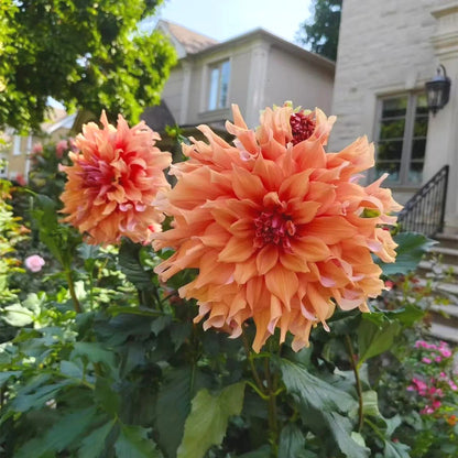 Dahlia Seeds, Non-GMO Vibrant Flower Seeds for Garden & Cut Arrangements