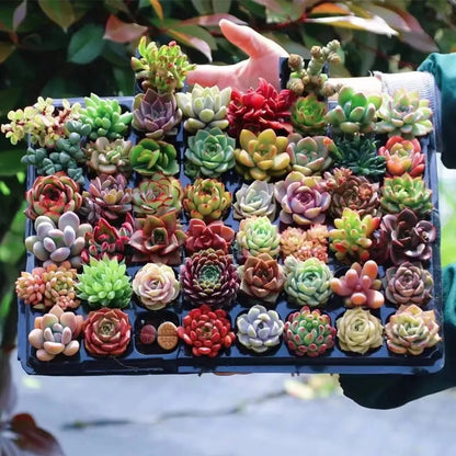 Easy-Grow Succulent Seeds, High Germination Seeds for Beginners