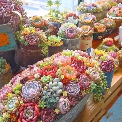 Low-Maintenance Succulent Seeds, Non-GMO Seeds for Desk & Small Pots