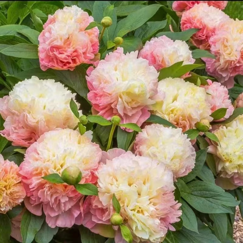 Premium Peony Seeds, Non-GMO Heirloom Seeds for Backyard Planting