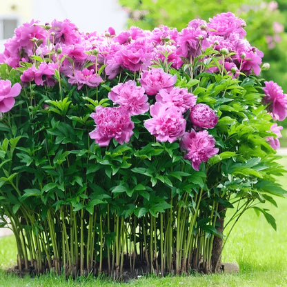High Germination Peony Seeds, Cold Hardy Outdoor Ornamental Flowers