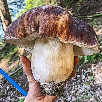 Shade-Loving Mushroom Seeds, Non-GMO Seeds for Home Garden