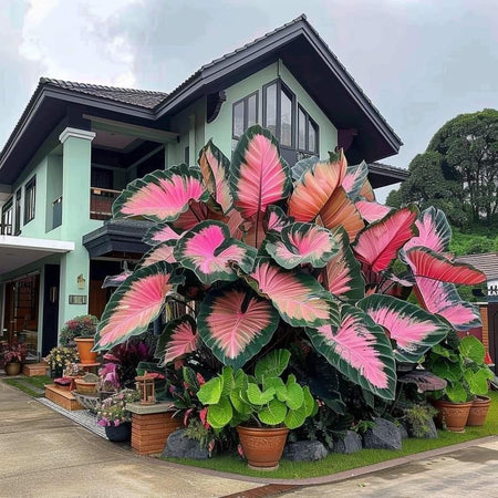 hosta seeds beautiful flower seeds home garden bonsai tree flowers