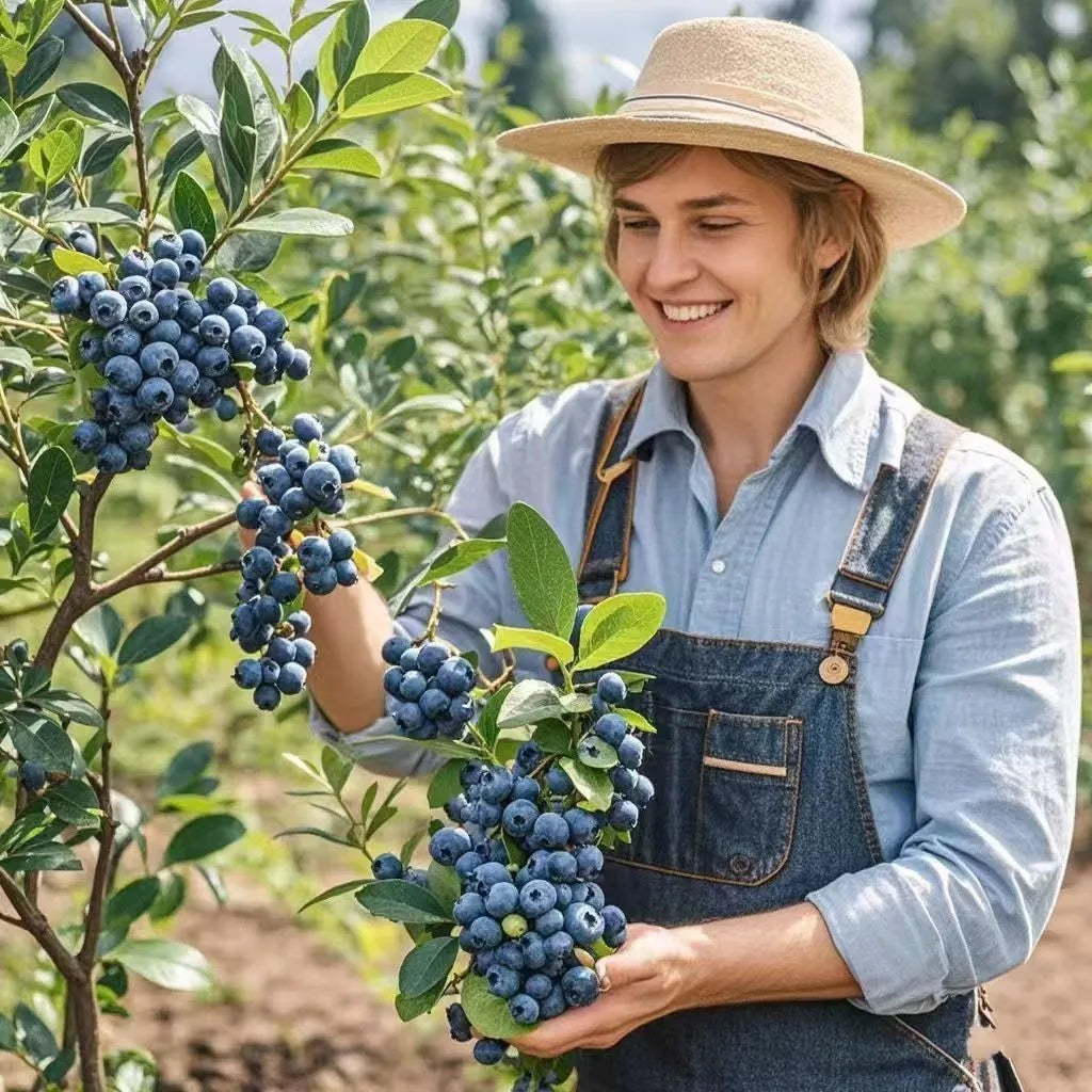 Fresh Blueberry Seeds, Non-GMO Nutrient-Rich Seeds for Outdoor Planting