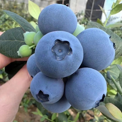 Cold-Hardy Blueberry Seeds, Non-GMO Seeds for Balcony & Garden